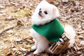 Illustration for article titled Little Dogs Make Attack on Titan Cosplay Cuter